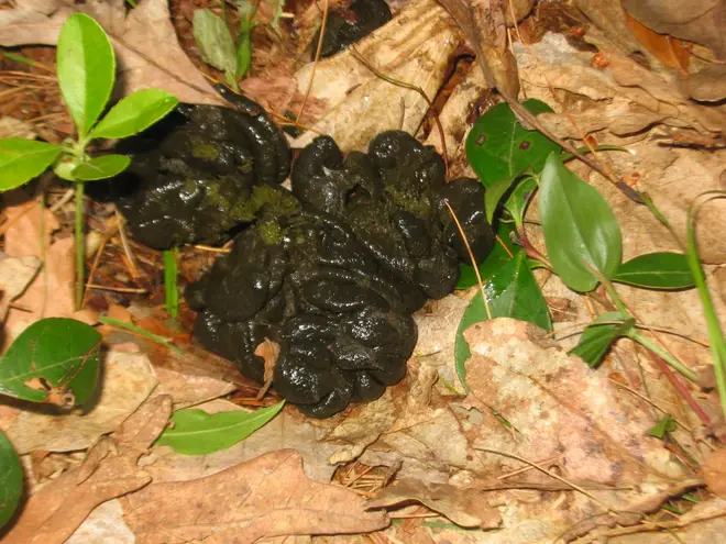 Scat