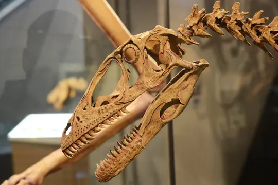 Deinonychus antirrhopus (Melbourne Museum, Australia)