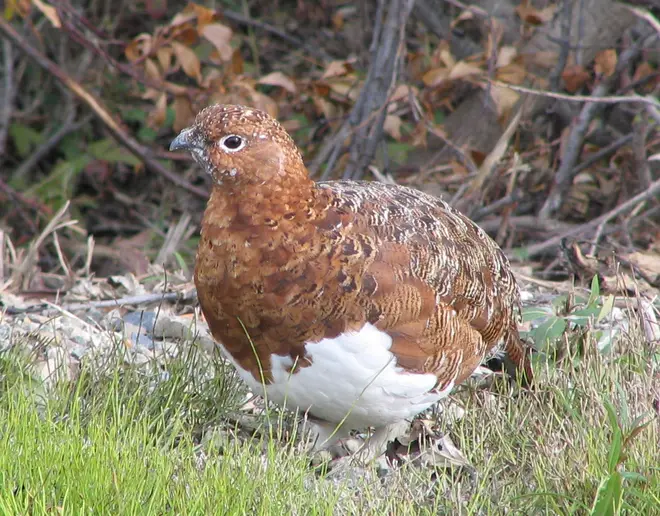 Denali National Park Ptarmigan