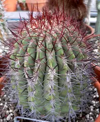 D. rhodacantha (Tribe Trichocereeae)