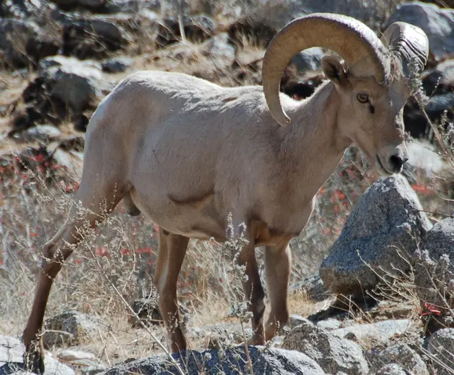 Desert Bighorn Barna Cropped