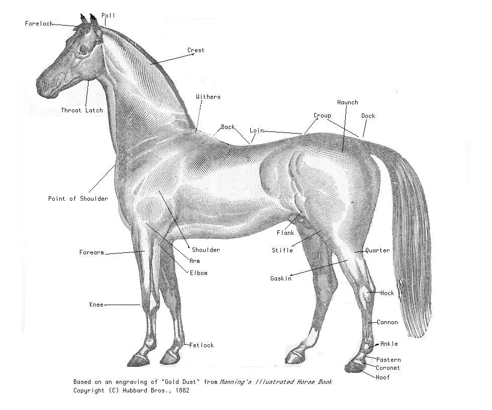 Dessin cheval grand