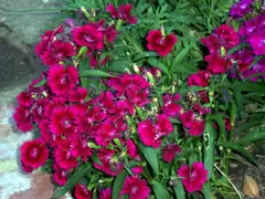 Sweet William