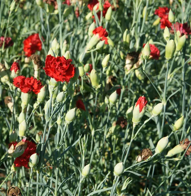 Dianthus caryophyllus Chabaud 'Etincelant', Elfenau