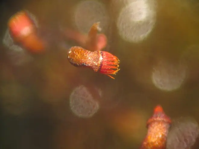 Dicranella varia sporogon