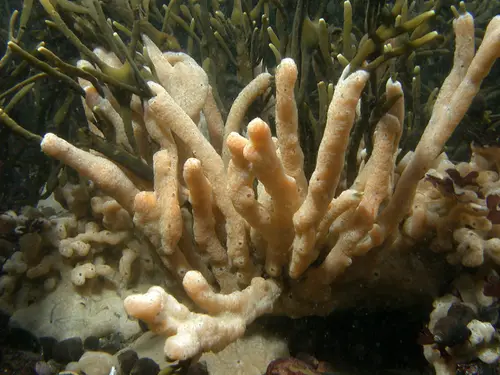Didemnum spp. (Colonial Tunicate)