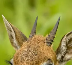 Dik-dik: The males have horns, which are small (about 3 in or 7.5 cm), slanted backwards. The females do not have horns.