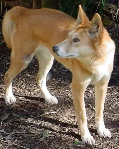 Canis lupus dingo