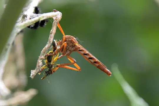 Robber Fly (Diogmites sp.)