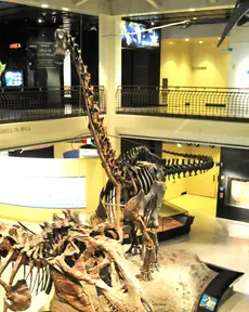Diplodocus (Houston Museum of Natural Science)