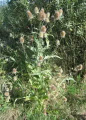 Dipsacus fullonum (Wild Teasel) Euroasia, Africa