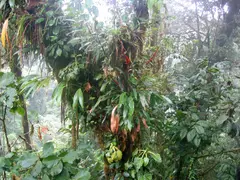 Epiphytes on a tree