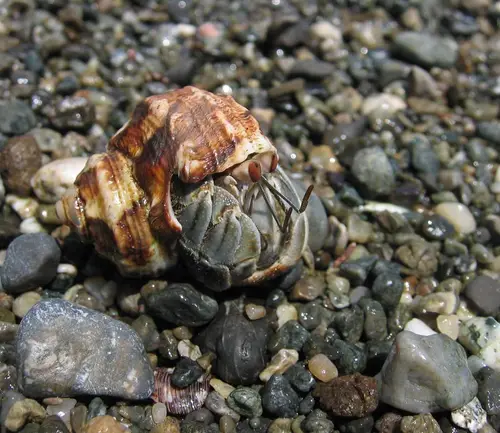 Coenobita compressus (Ecuadorian hermit crab)