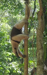 Tamandua Anteater