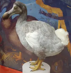 Raphus cucullatus (Mauritius Dodo)