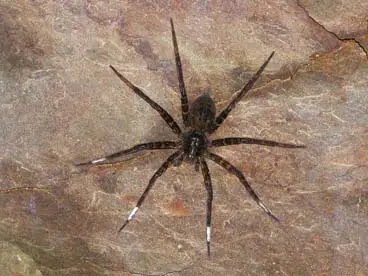 Dolomedes orion