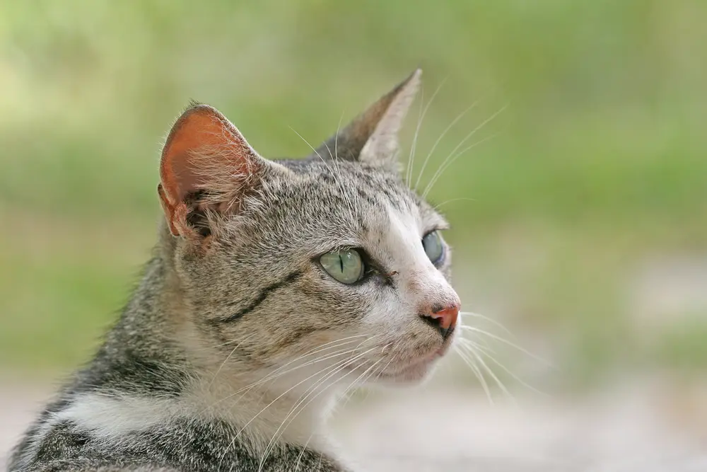 Domestic cat felis catus stare