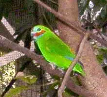 Double-Eyed Fig-Parrot Cyclopsitta diophthalma