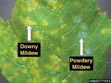 Downy and Powdery mildew on grape leaf