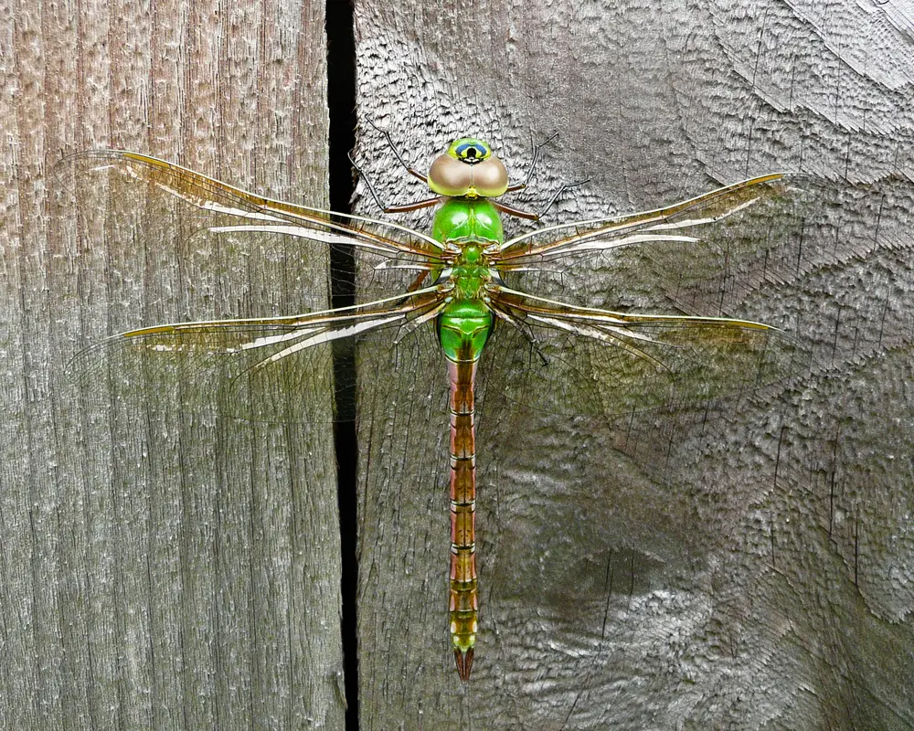 Anax junius