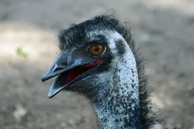 Dromaius novaehollandiae 9017
