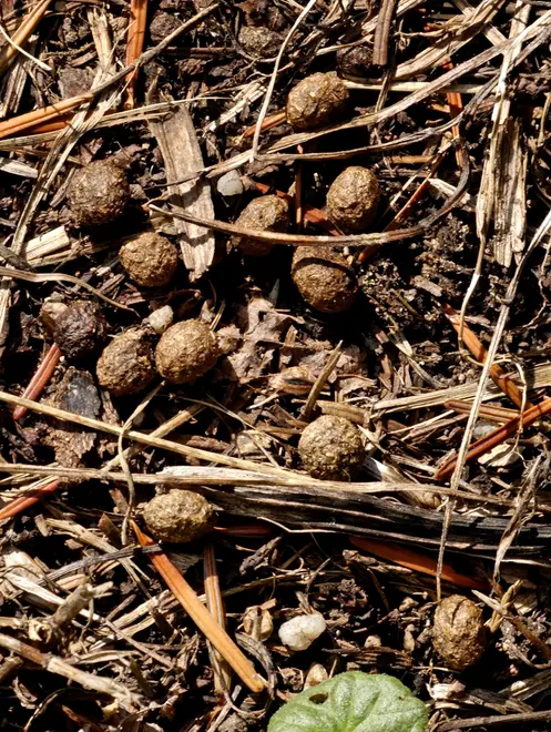 Dropping from a feral rabbit