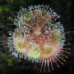 Drosera burmannii (Tropical sundew)