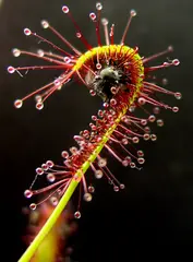 Drosera capensis (Cape sundew)