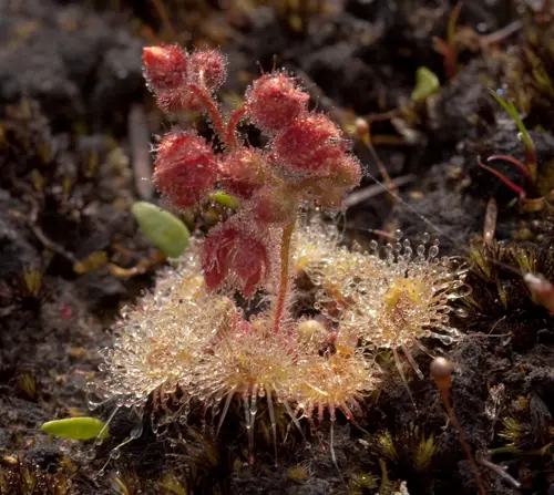 Drosera glanduligera (Pimpernel sundew)