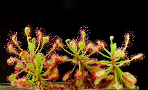 Drosera madagascariensis (Common butterwort)