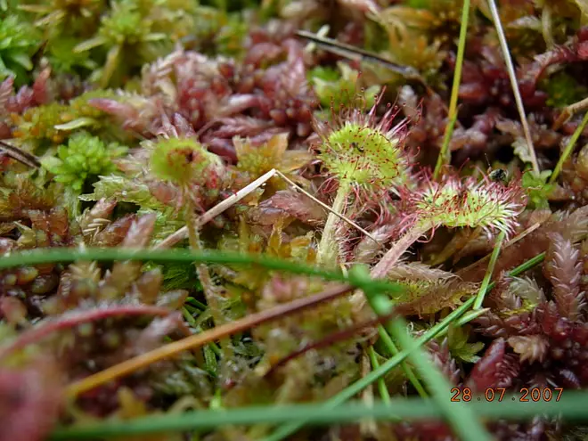 Drosera rotundifolia - Sundew