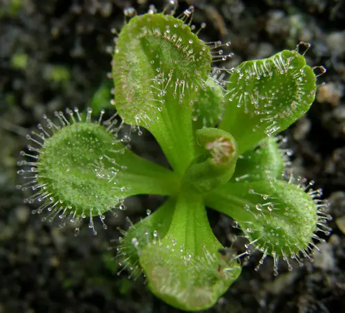 Drosera whittakeri (Scented sundew or Whittaker's sundew)