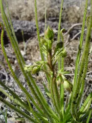 Drosophyllum lusitanicum (Portuguese sundew or dewy pine)