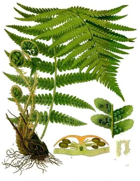 Dryopteris filix-mas