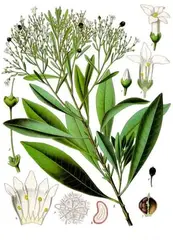 Pituri, a drug derived from the corkwood tree (Duboisia spp.)