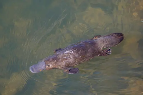 Platypus
