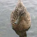 Ducks