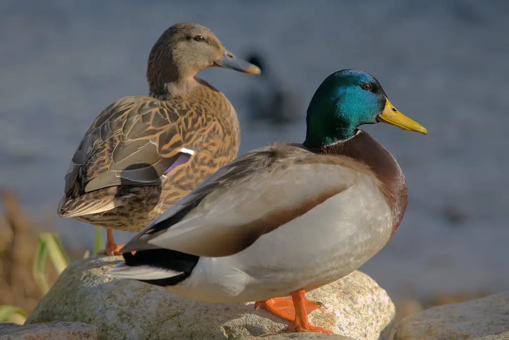 A duck (female) and a drake (male) Mallard Duck