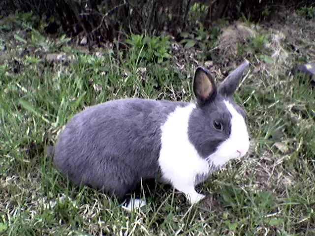 Dutch rabbit