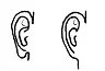 Earlobes free attached