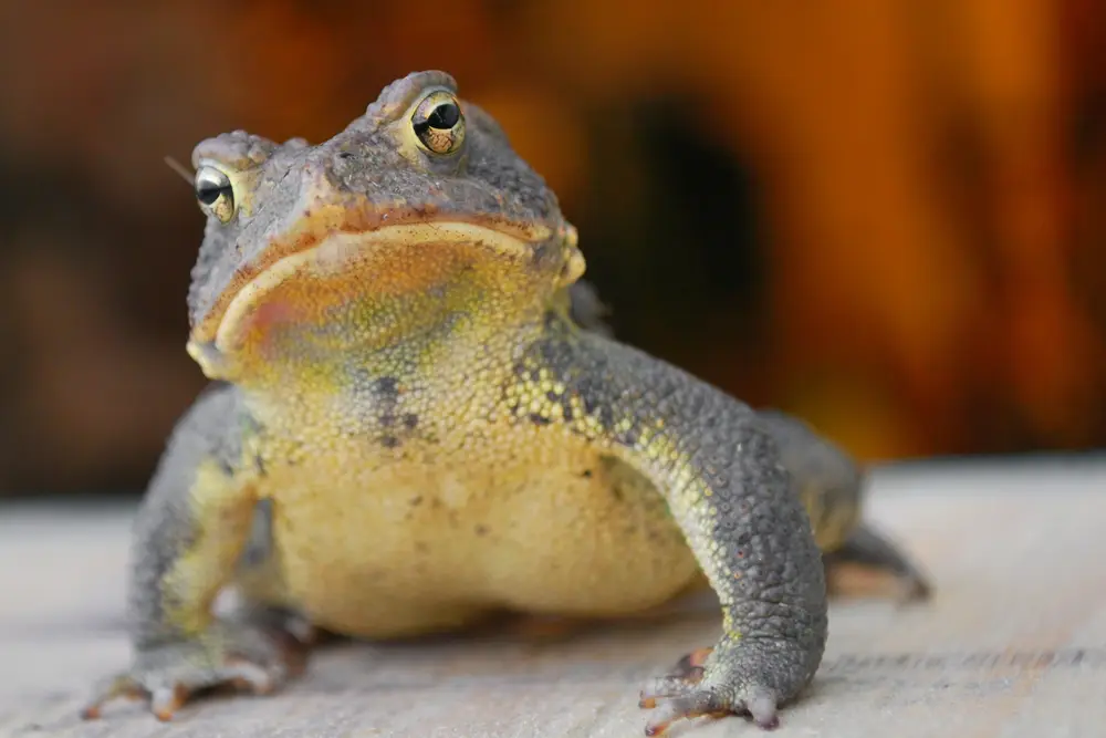 Anaxyrus americanus