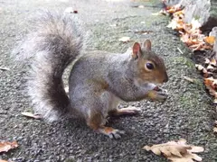 Eastern Gray Squirrel