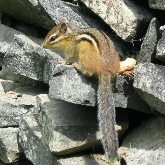 Eastern Chipmunk