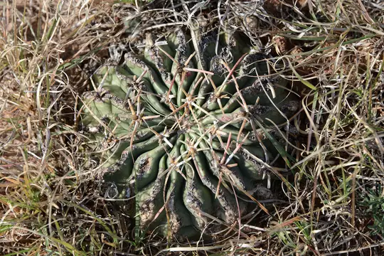 Horse Crippler (Echinocactus texensis)