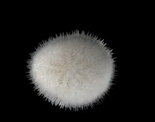 Echinocyamus pusillus (Pea Urchin)