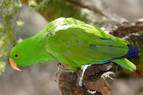 Eclectus Parrot (Male) Eclectus roratus