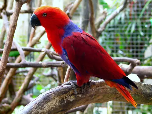 Eclectus Parrot (Female) Eclectus roratus