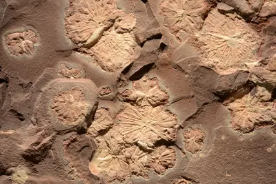 Ediacaran Jellies 0966