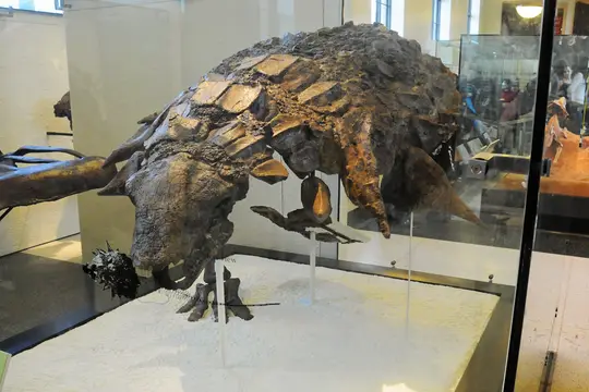 Edmontonia rugosidens (American Museum of Natural History)