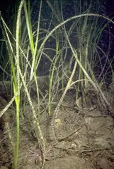 Eel Grass